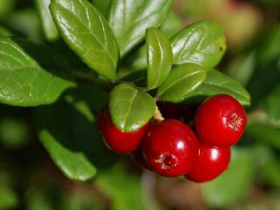 Lingonberry para a cistite nas mulleres