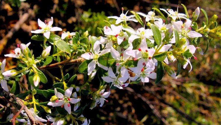 follas de buch en cistolax